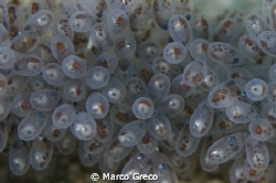 octopus eggs by Marco Greco 